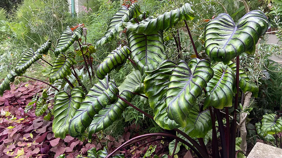 A plant with large green leaves with dark green veins is seen in a garden.