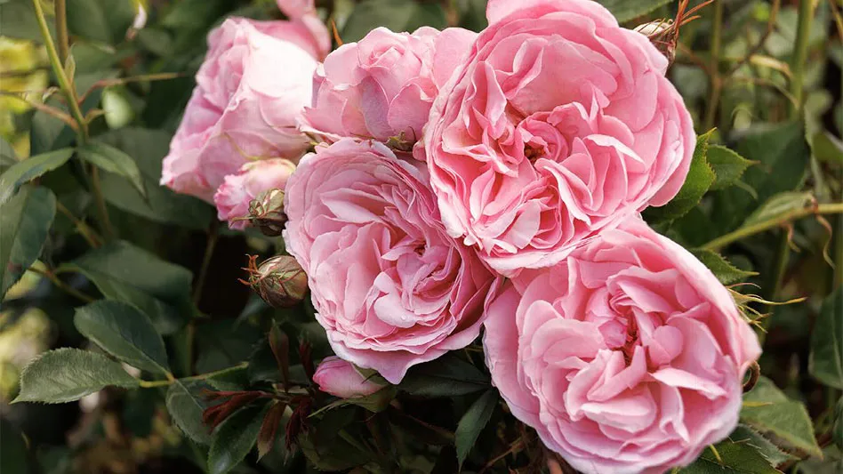 Multiple light pink roses with green leaves.