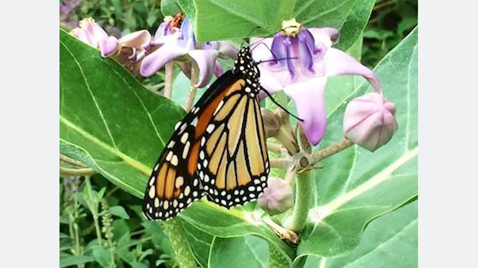 An orange and black monarch butterfly on a milkweed plant with purple flowers and green leaves.