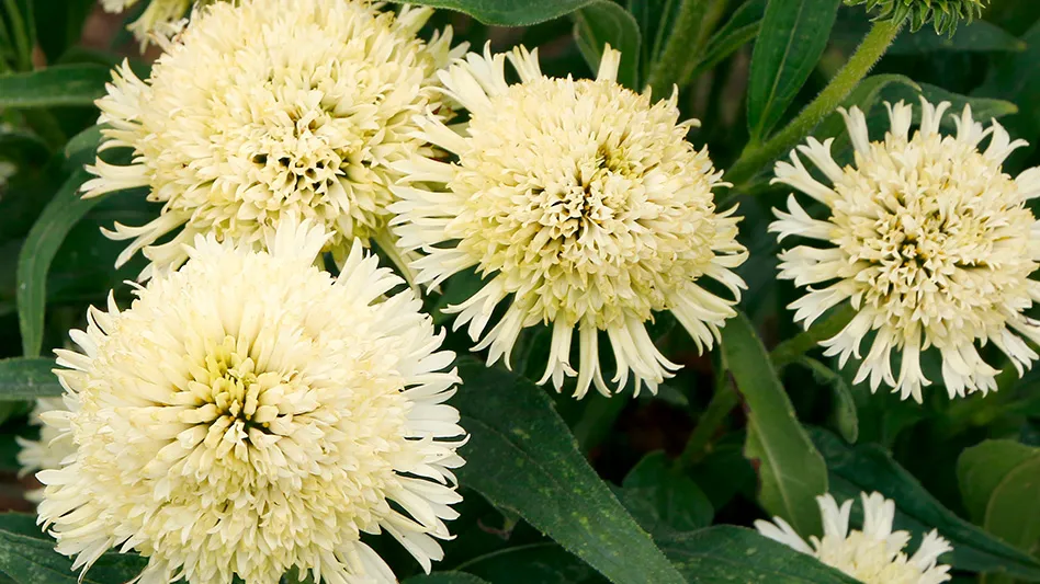 Four white ball-shaped flowers with tubular petals that form a star at the end and dark green leaves.