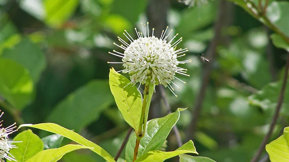 A white ball-shaped flower, with some white spikes coming out of it, with green leaves.