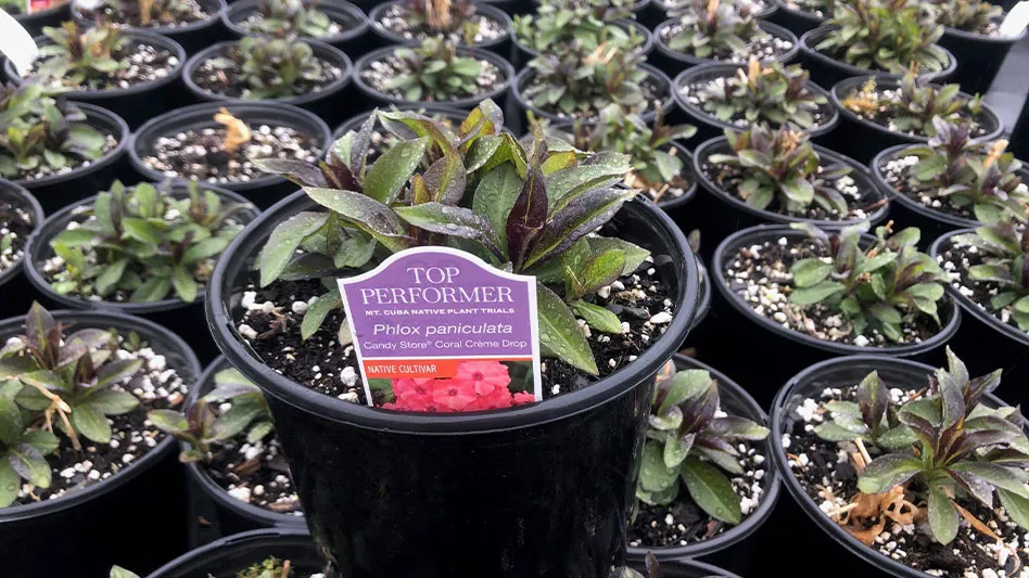 A green potted plant with a purple tag in the soil that reads Top Performer Mt. Cuba Native Plant Trials Phlox paniculata Candy Store Coral Creme Drop.