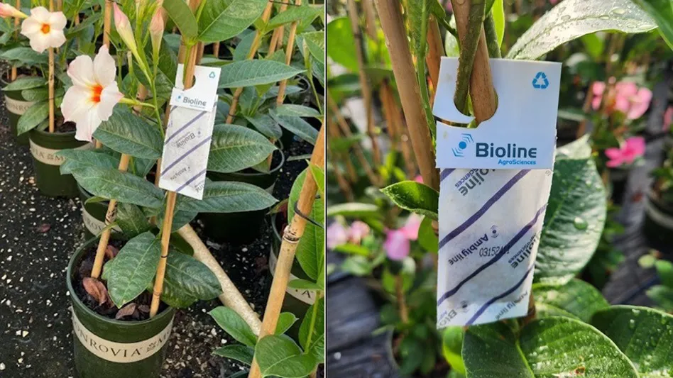 Two plants with white tags that read Bioline AgriSciences and a sachet below containing insects.