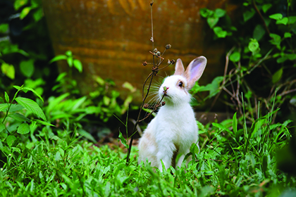 Backyard bunnies Garden Center