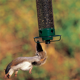 Timer bird clearance feeder