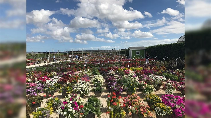 The trial gardens at Costa Farms, photographed in January 2017.