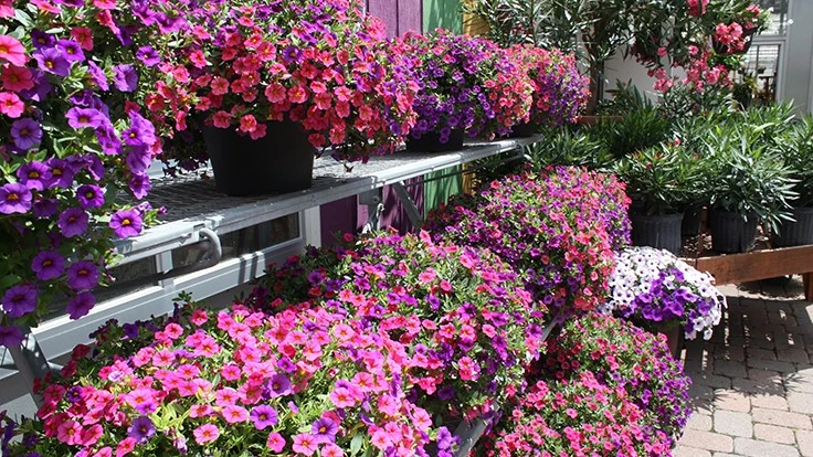 Foertmeyer & Sons Greenhouse retail entry area, photographed in June 2013. 