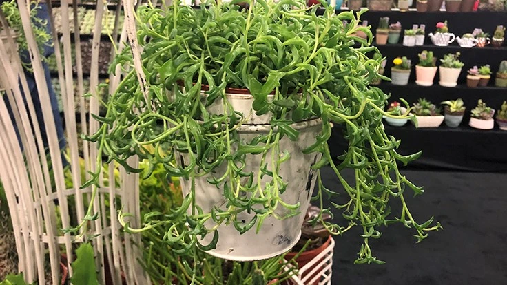 Senecio peregrinus or 'String of Dolphin' succulent from Branette Farms received a lot of buzz at the 2019 TPIE Show.