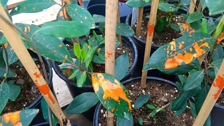 Vandals sprayed what is believed to be Surflan on plants at Martin Garden Center in Greenville, South Carolina.