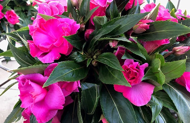 Hot pink flowers with green leaves