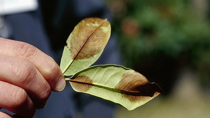 P. ramorum symptoms on Rhododendron in central California