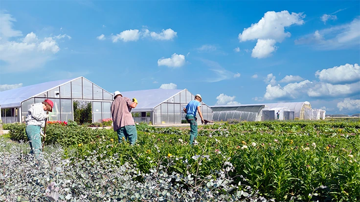 Three people work outside in a sunny production field.