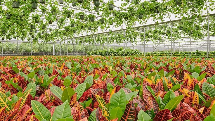 Lively Root's nursery.