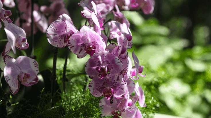 Inside the conservatory at Longwood Gardens. 