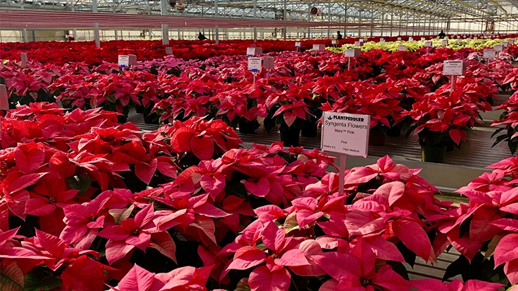 Poinsettias on display at Plantpeddler in Cresco, Iowa