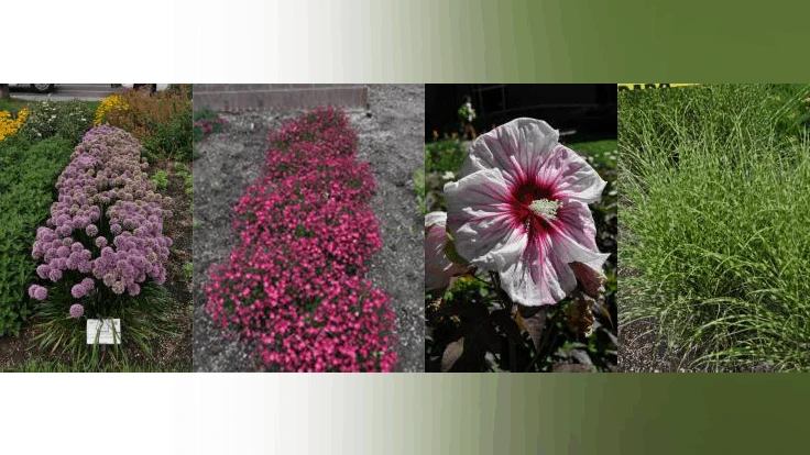 (Left to right) Kahorie Scarlet Border Pinks (Dümmen Orange); Lami Dark Purple Spotted Deadnettle (Danziger); GRANITA Orange Ice Plant (Plant Select); Bandwidth Maiden Grass (Darwin Perennials) 