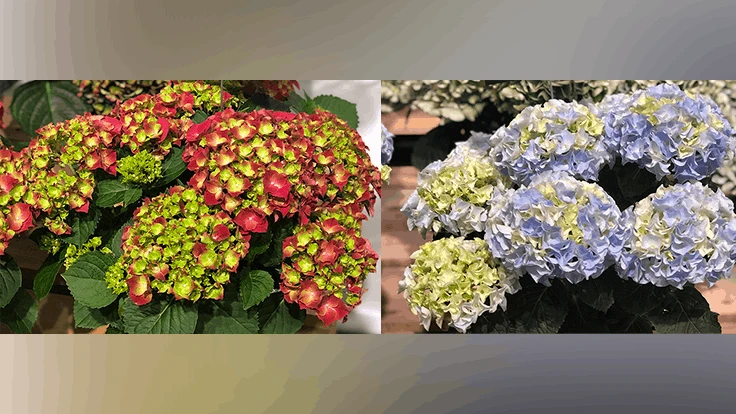 HI Hydrangea Fire (left) and HI Hydrangea Mountain (right)