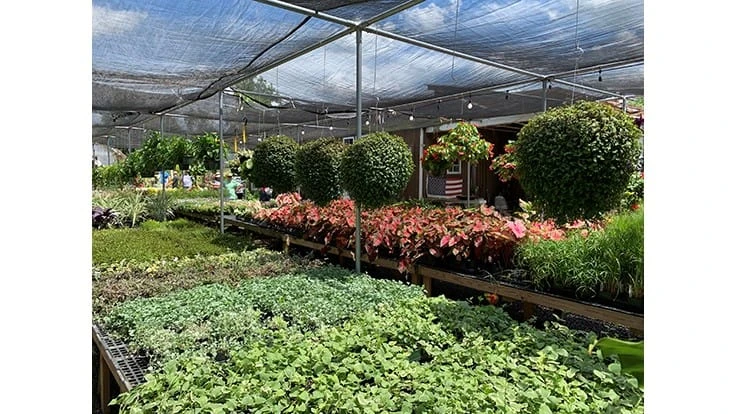 Several plants are displayed inside a garden center.