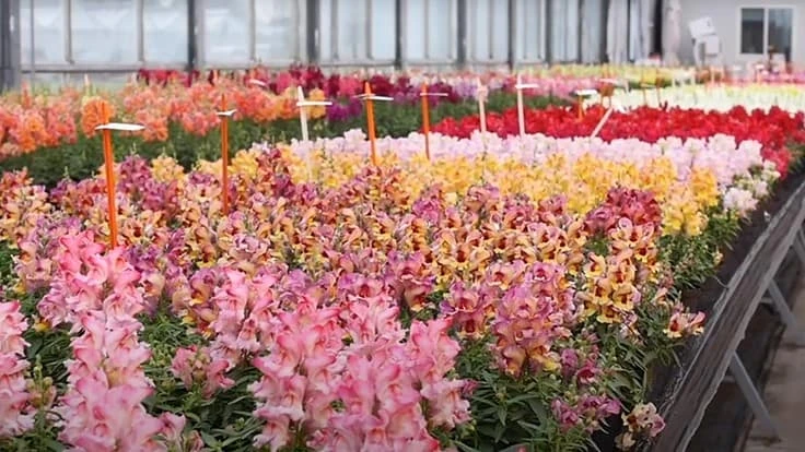 New varieties on display as part of Hem Genetics' virtual tour