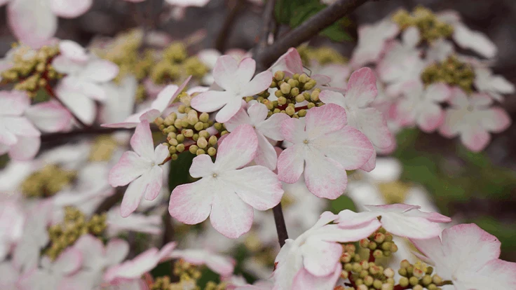 Viburnum Kilimandjaro Sunrise