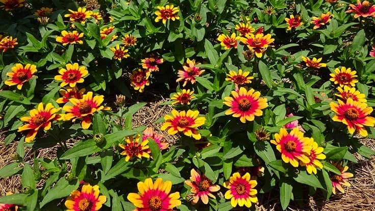 Zinnia ‘Red and yellow bicolor’ Trial Entry by All America Selections 