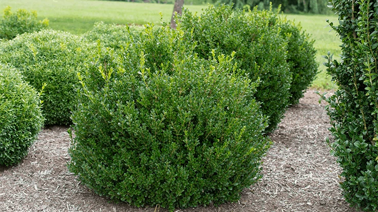 Buxus ‘Little Missy’ 