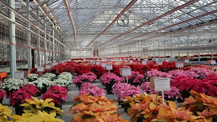 Inside the greenhouse at Plantpeddler's 2020 poinsettia trial