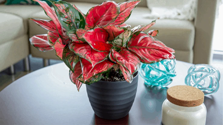 Aglaonema 'Ultra Pink' 