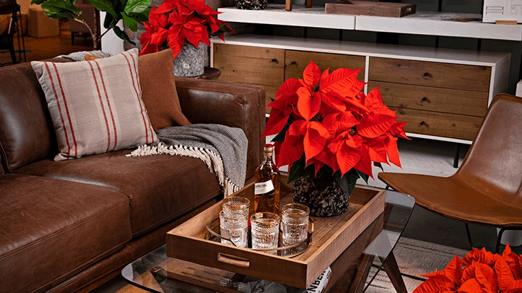 The new "Norwin" poinsettia from Dümmen Orange