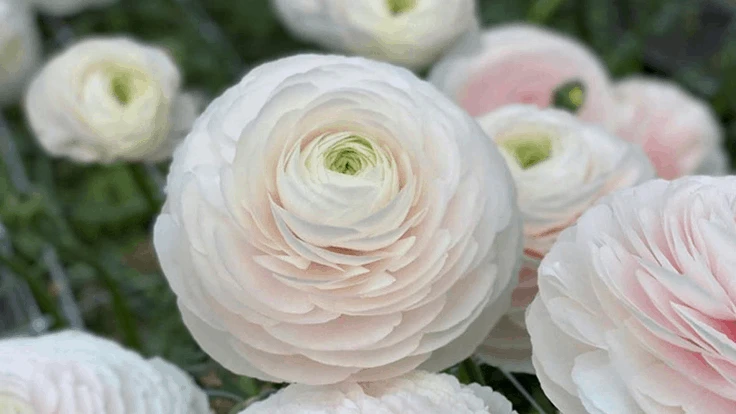 Ranunculus ‘Cloni Success Hanoi’