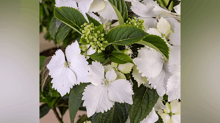 Princess Bride Hydrangea 