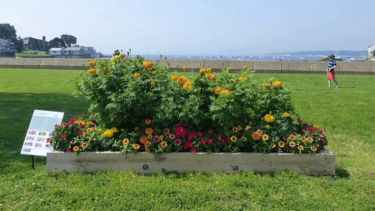 The Generous Gardeners Club of Gloucester chose two waterfront locations to plant their AIB/AAS Showcase Gardens.