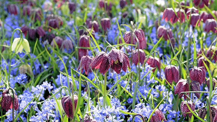 Fritillaria meleagris Chionodoxa