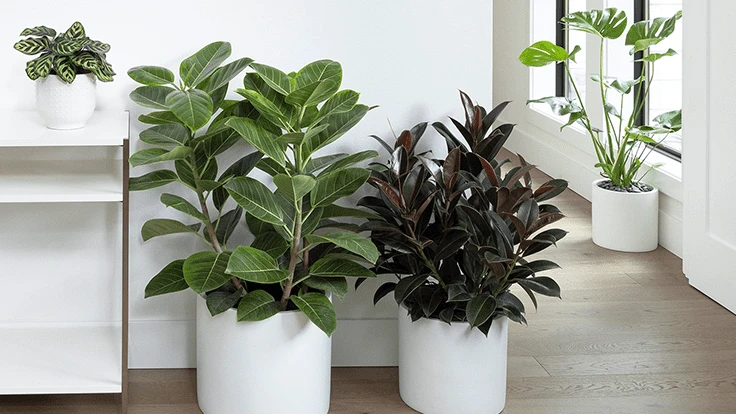 Ficus altissima 'Variegata' and Ficus elastica 