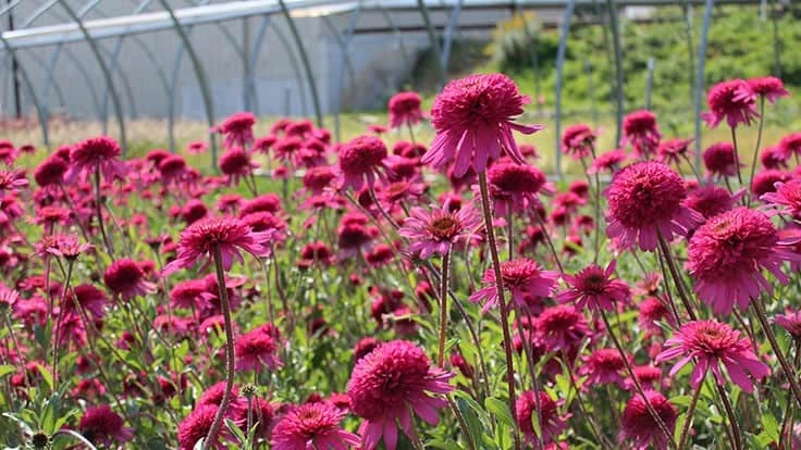 Pollinator-friendly plants like Echinacea are trending, according to the Pennsylvania Horticultural Society.