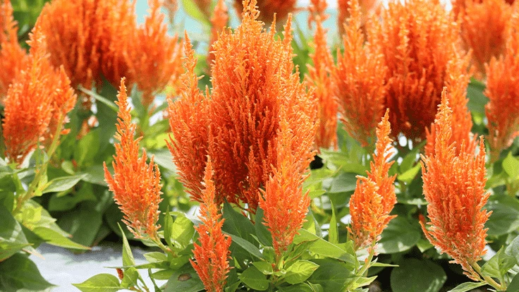 a close up on several tall orange flowers