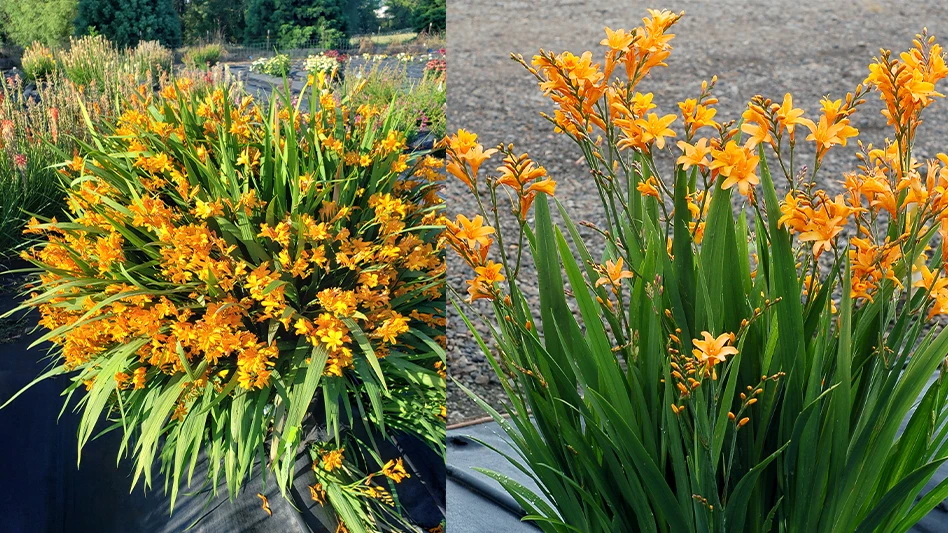 Crocosmia NOVA 'Gold Dragon' (left) and Crocosmia NOVA 'Gold Dust' (right)