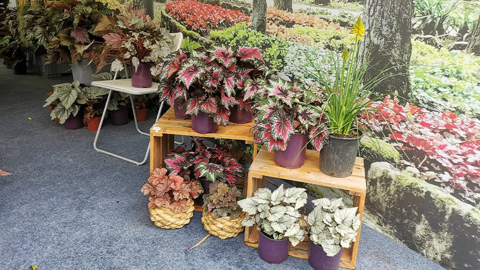 Terra Nova Nurseries featured a colorful display at the Shenzhen Flower Show.