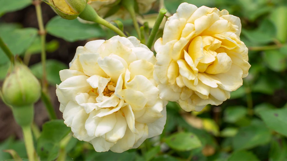 Buttercream Drift is the newest addition to the Drift Collection of Roses. It has light yellow flowers with cuplike petals that make a cheerful addition to gardens of all shapes and styles. 