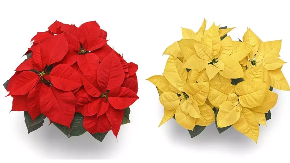  Two new poinsettias, Christmas Candle (left), and Lemon Glow (right), join the Selecta One lineup this year.