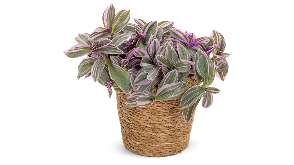 Feeling Flirty purple tradescantia is from the company's new leafjoy houseplant collection.