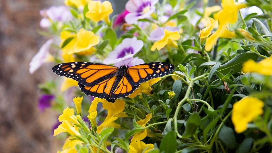 Through incorporating native and pollinator plants, gardeners are creating habitats for insects and birds with special attention being paid to the endangered Monarch butterfly through planting native butterfly milkweed, especially Asclepias tuberosa.  