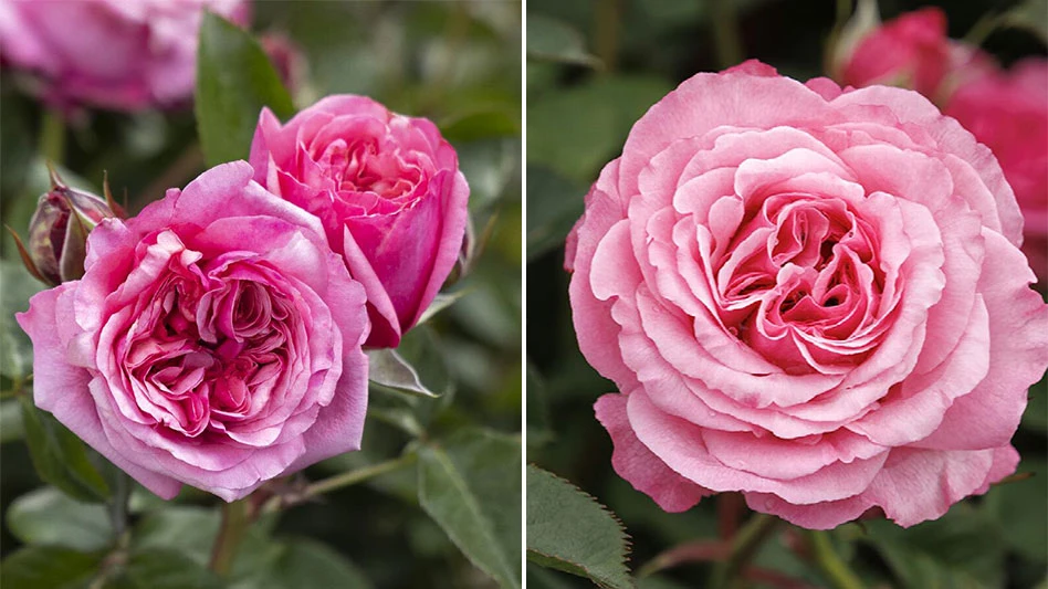 (Left) Eau De Parfum Blush Rose and (right) Heavenly Ascent Pink Climbing Rose