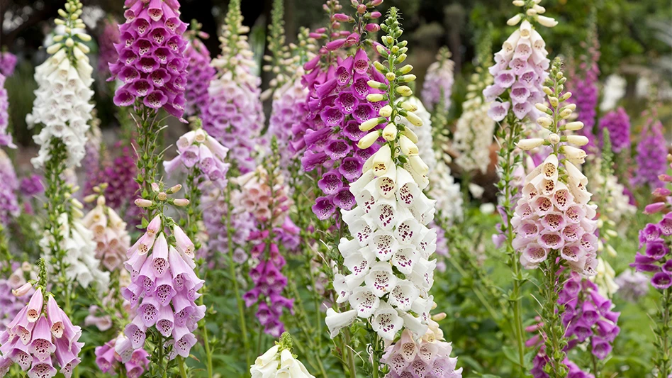 Help customers get familiar with scientific and common names of plants like ‘Digitalis purpurea’ and ‘foxglove’ by using them both on signs and in conversations.