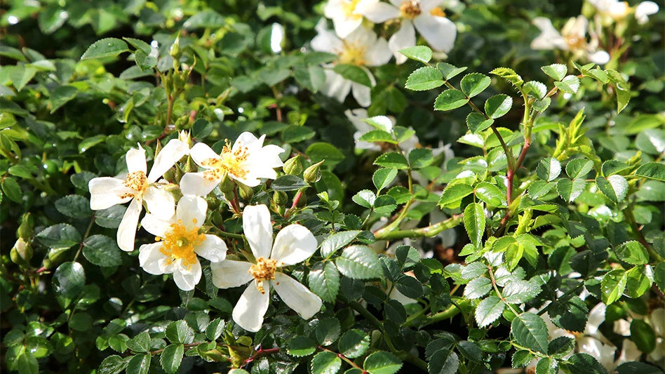 Rosa 'Green Summer'