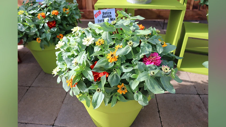 A plant in a lime green pot with pink, red, orange, yellow and cream flowers and green leaves sitting on a patio.