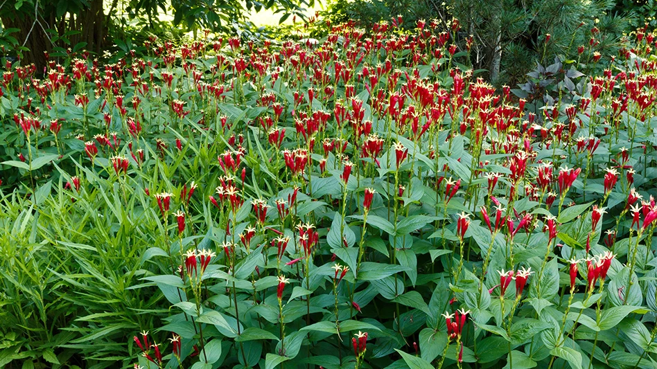 Spigelia marilandica