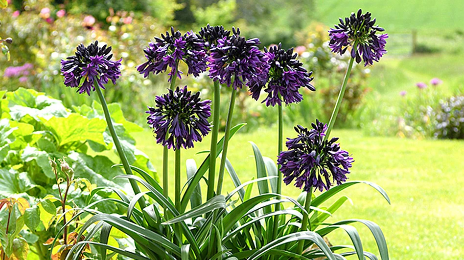 Purple flowers with green stems and leaves with grass in the background.