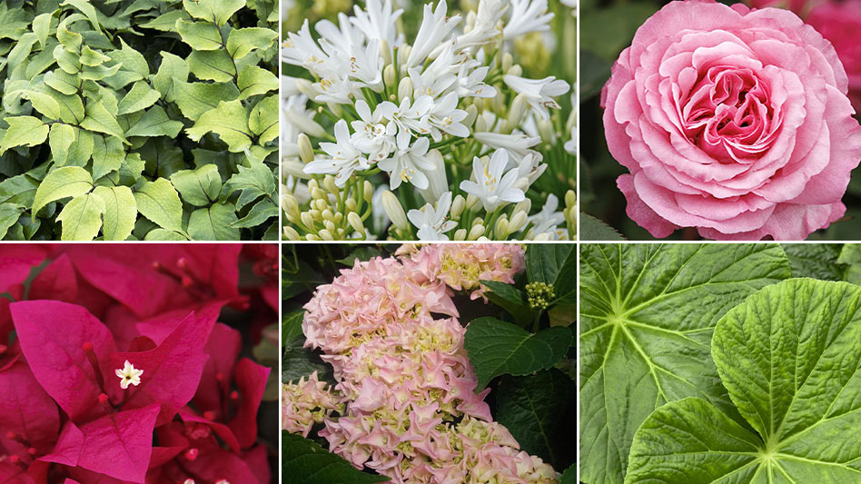 Monrovia Introduces Ten Distinctive Plants For 2024 Garden Center   AHR0cHM6Ly9naWVjZG4uYmxvYi5jb3JlLndpbmRvd3MubmV0L2ZpbGV1cGxvYWRzL2ltYWdlLzIwMjMvMDcvMTUvbW9ucm92aWEtY3VsdGl2YXRlLXByLmpwZw.4tRirW9Ml5k 