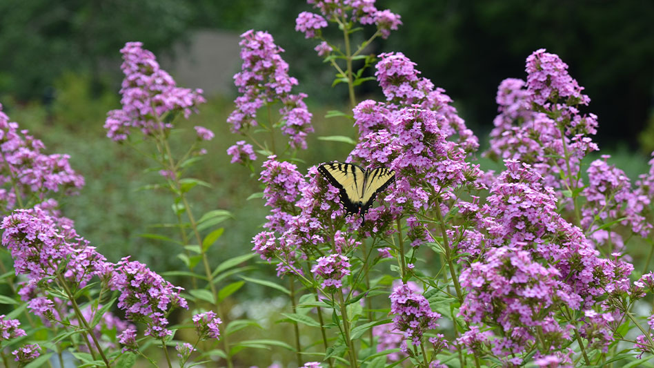 2024 Perennial Plant Of The Year Announced Garden Center   AHR0cHM6Ly9naWVjZG4uYmxvYi5jb3JlLndpbmRvd3MubmV0L2ZpbGV1cGxvYWRzL2ltYWdlLzIwMjMvMDcvMjYvcHBveS0yMDI0LmpwZw.QeqleoLg7CQ 